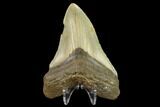 Fossil Megalodon Tooth - North Carolina #131609-2